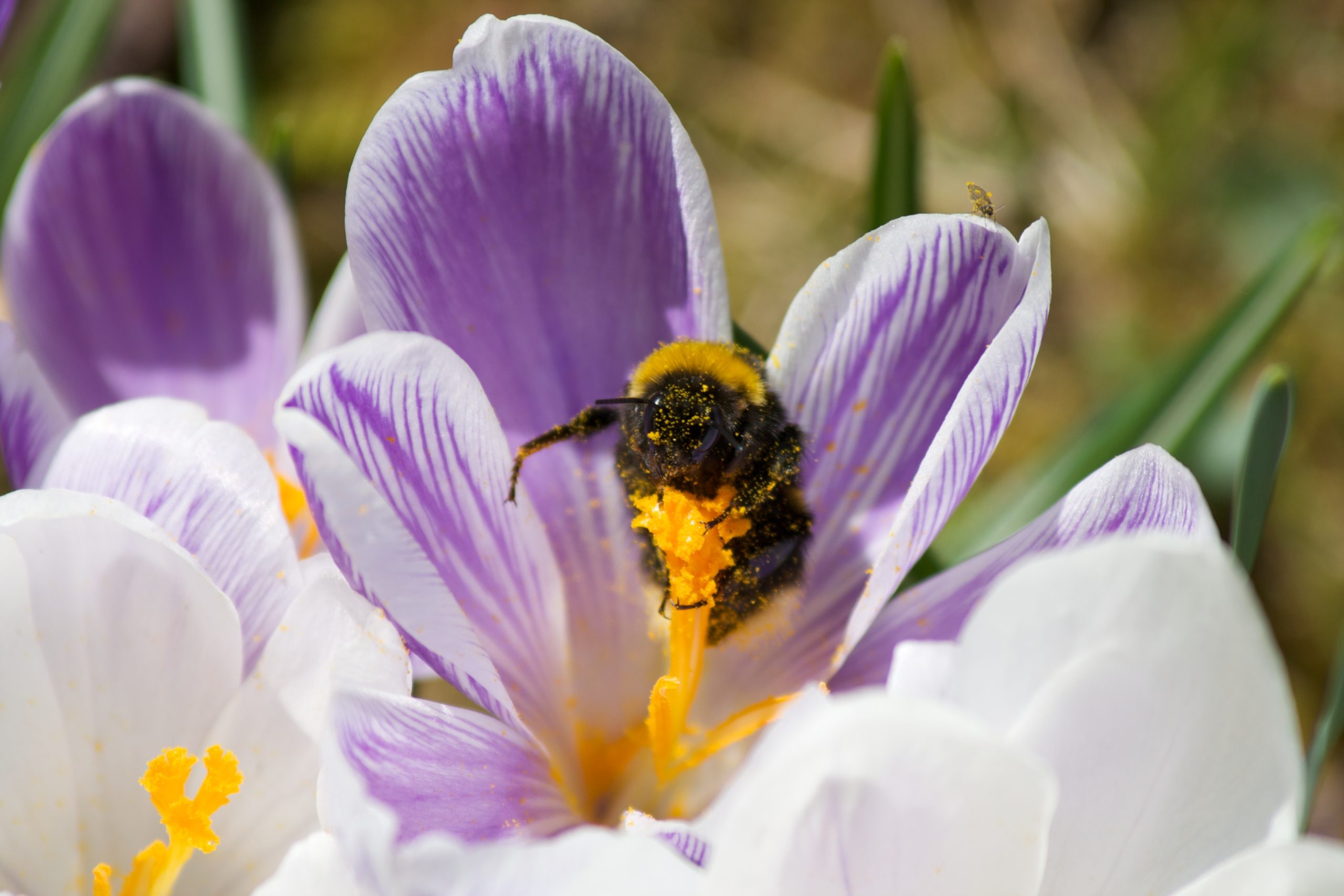 Pollinering, frø og frukt