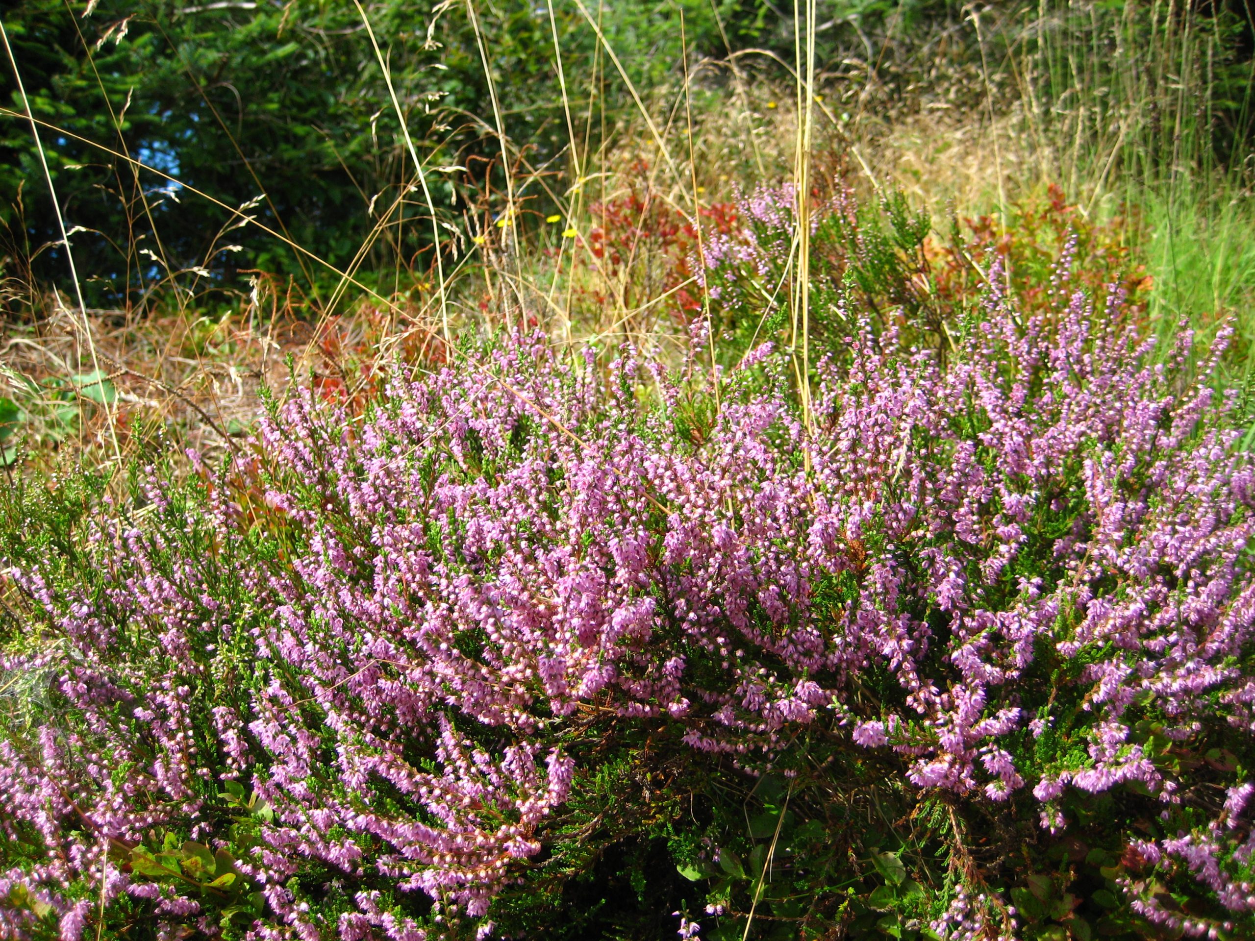 Naturundervisning i august