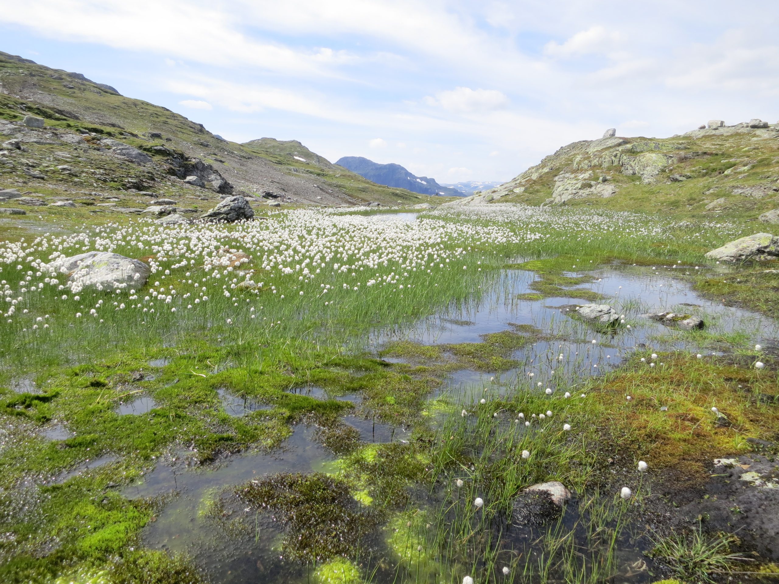 Myr – Norges regnskog